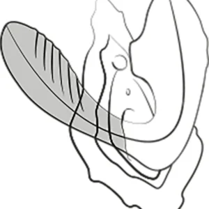 Romp Reverb – Vibrator Clitoris, Stimulare Punctul G, 10 niveluri de Suctiune, Waterproof