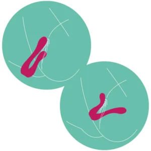 Xocoon Sync Sensation– Vibrator Stimulare Clitoris si Punctul G